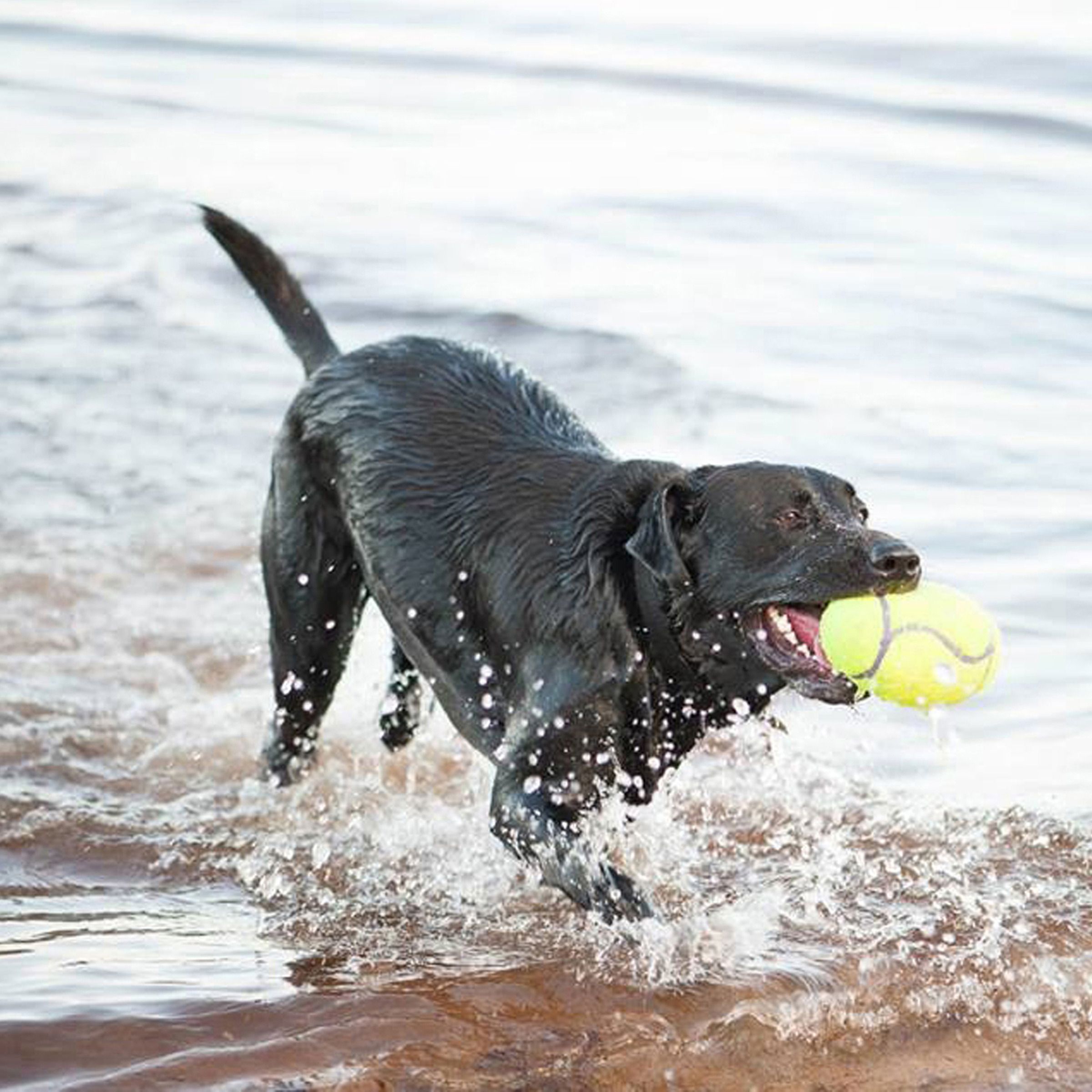 KONG AirDog Squeakair Football - Imagen 3