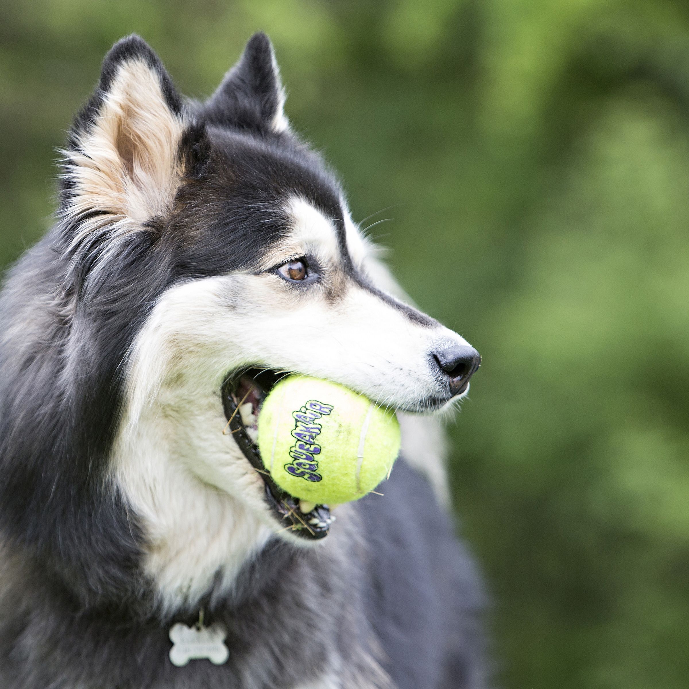 KONG SqueakAir Ball L – Pack de 2 Pelotas con Sonido para Perros - Imagen 3